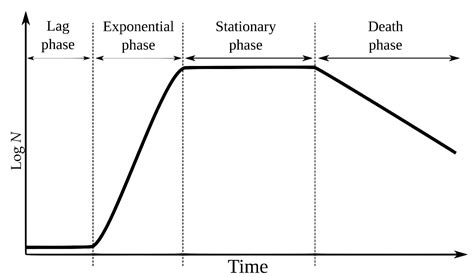 E. Coli Stationary Phase