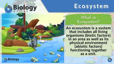 Ecosystem Of Definition
