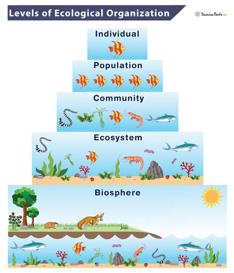 Ecosystem Of Organization