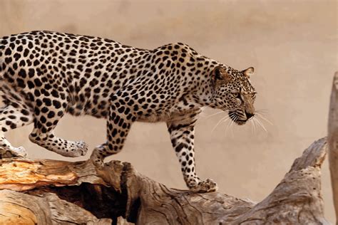 Endangered In Arabic