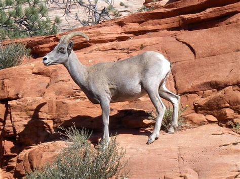 Endangered Species In Zion National Park