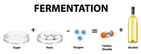 Equation For Fermentation