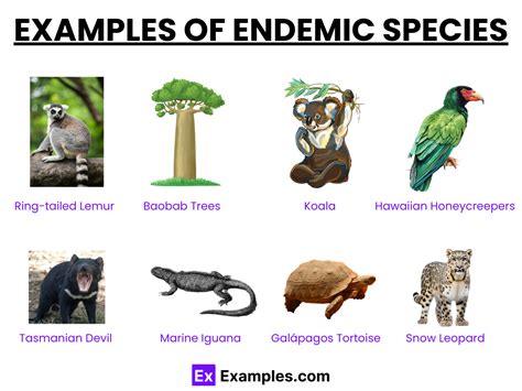Examples Of Species