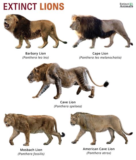 Extinction Of Lion