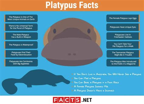 Facts About Platypus