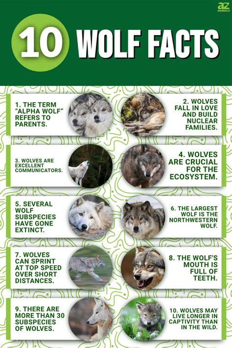 Facts About Wolves