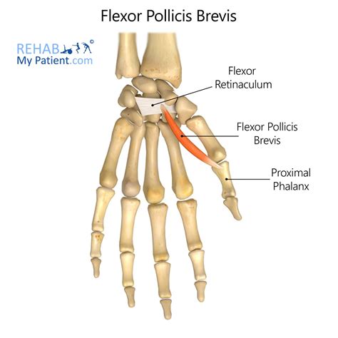 Flexor Pollicis Brevis Muscle