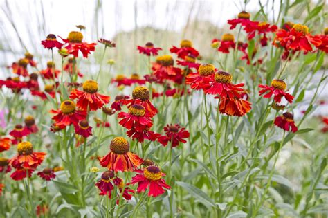 Flowers Native To Quebec