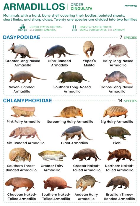 Genus Of Armadillo