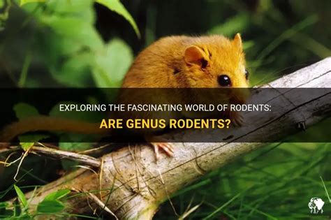 Genus Of Rodents