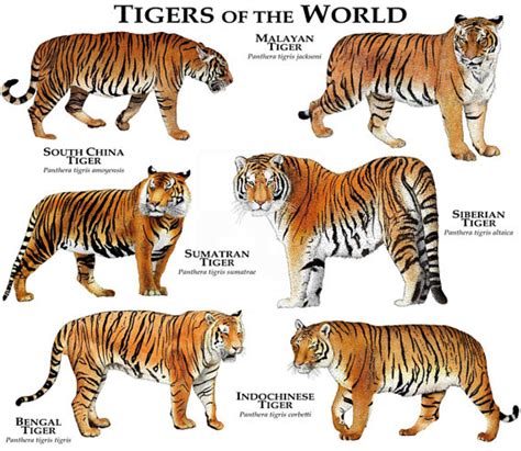 Genus Of Tiger