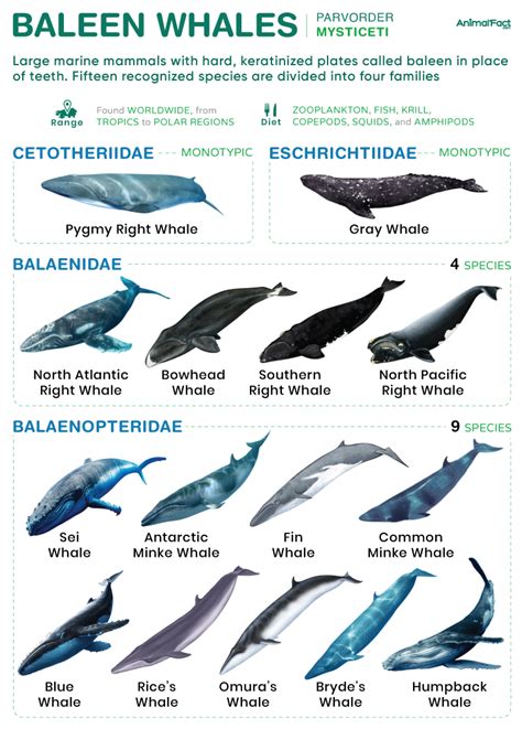 Genus Of Whales