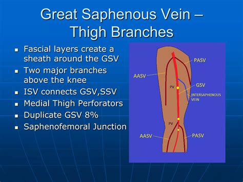 Greater Saphenous Vein