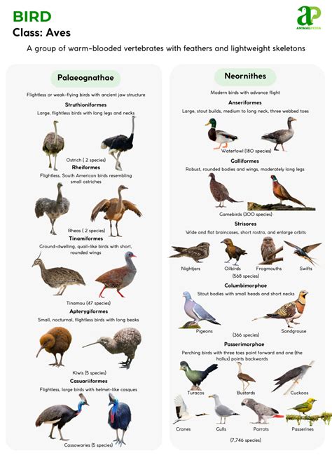 Habitat Of Birds Is Called