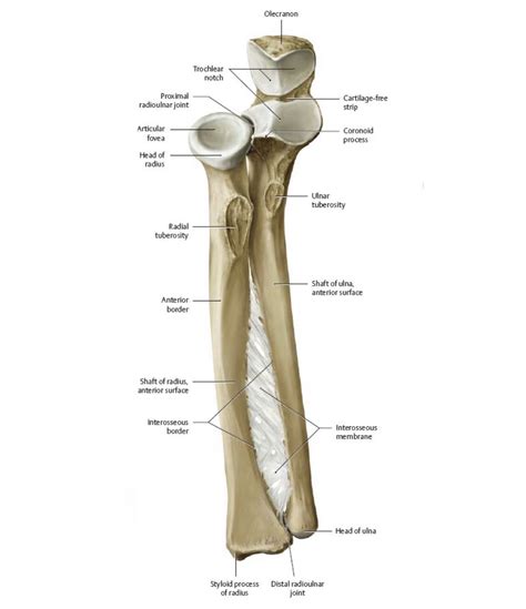 Head Of Radius