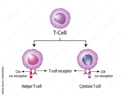 Helper Tcell Diagram