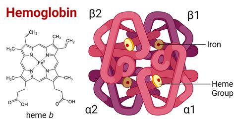 Hemoglobin Structure