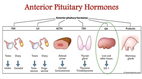 Hormones By Anterior Pituitary