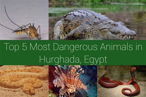 How Dangerous Is Egypt