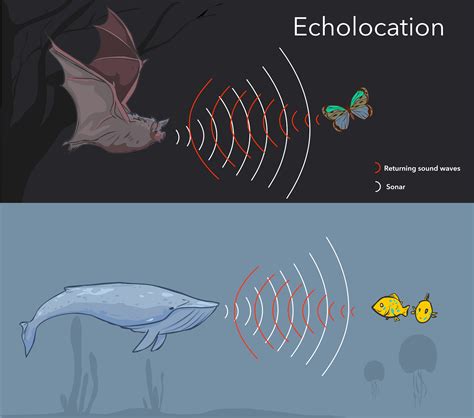 How Does Echolocation Work