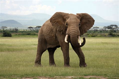 How Does Elephant Look