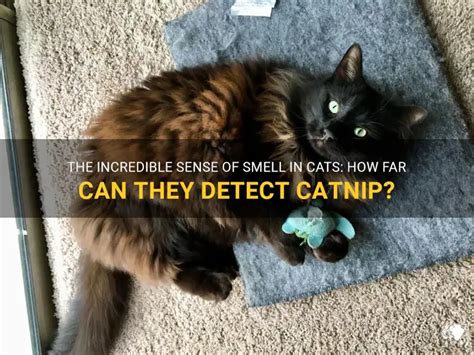 How Far Can Cats Smell