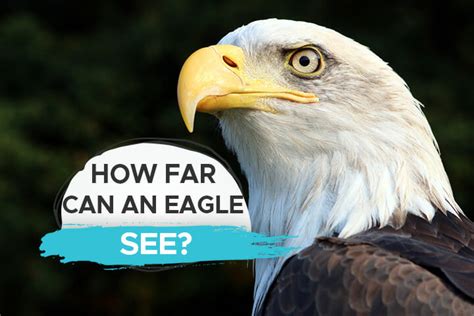 How Far Can Eagles See