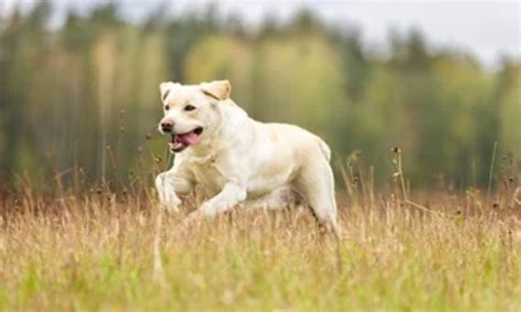 How Fast Can Labs Run