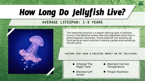 How Long Do Jellyfish Live