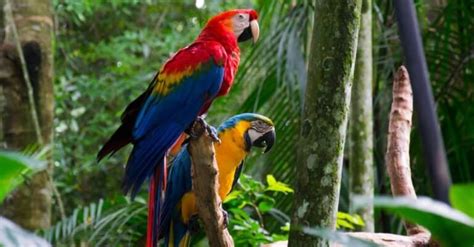 How Long Do Macaws Live