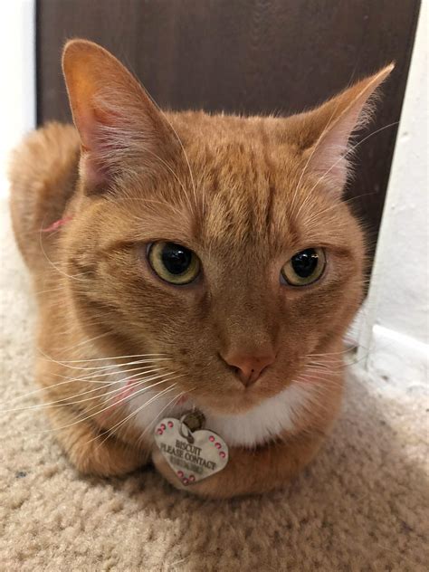 How Rare Is Orange Female Cat