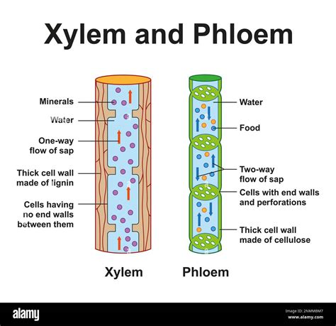 Illustration Of Xylem And Phloem