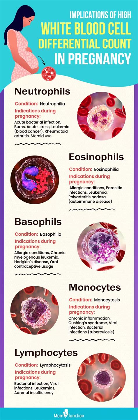 Increase Wbc Count In Pregnancy