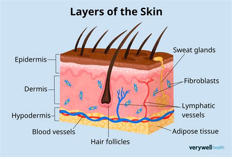 Layers Of Hypodermis