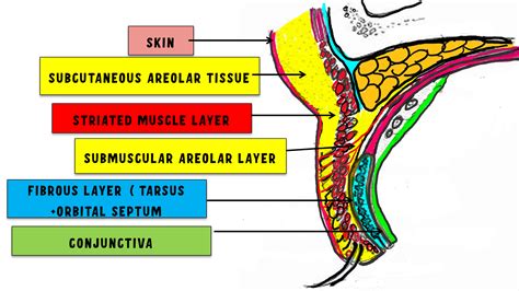 Layers Of Upper Eyelid