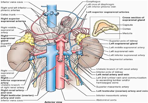 Left Renal Vein