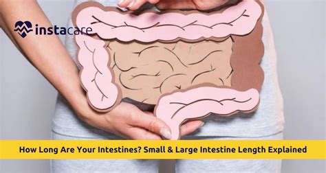 Length Of Intestines In Human Body
