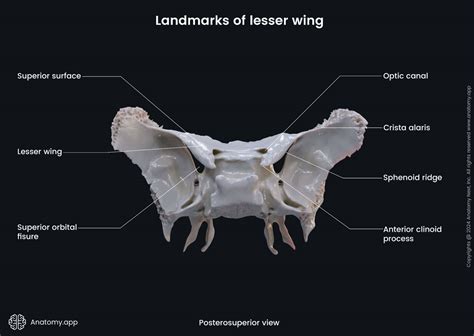 Lesser Wing Of Sphenoid