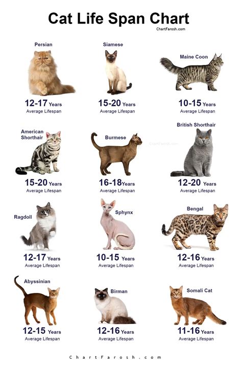 Lifespan Of A Cat
