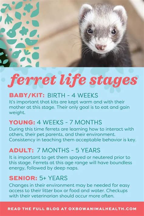 Lifespan Of Ferrets