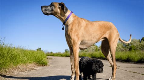 Lifespan Of Great Dane