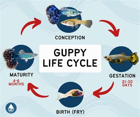 Lifespan Of Guppy Fish