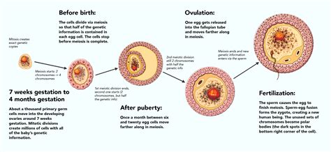 Lifespan Of Ovum
