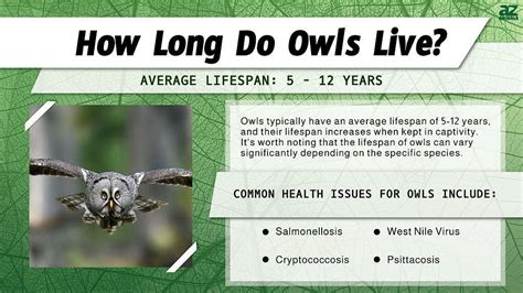 Lifespan Of Owl