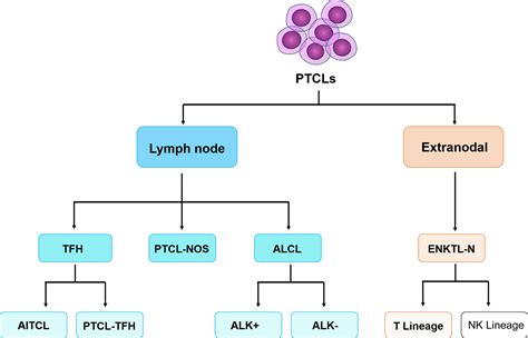 Lymphoma Blood Investigations