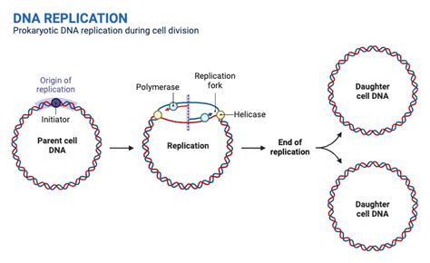 Mechanism Of Dna Replication In Prokaryotes
