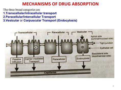 Mechanism Of Drug Absorption