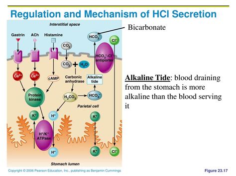 Mechanism Of Hcl Secretion