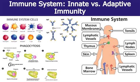 Mechanism Of Innate Immunity