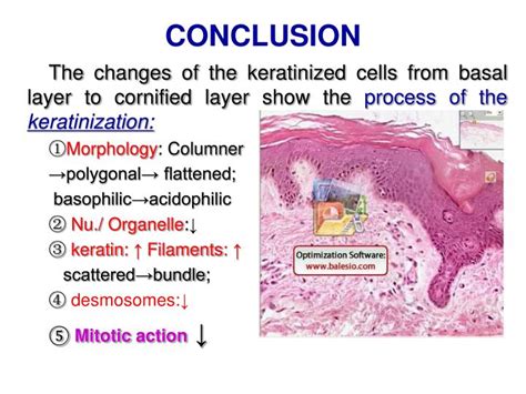 Mechanism Of Keratinization